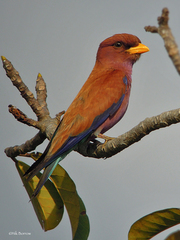 Eurystomus glaucurus