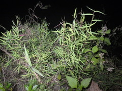 Pogonatherum crinitum