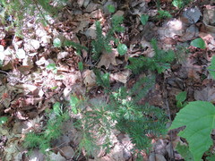 Taxus canadensis