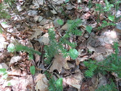 Taxus canadensis
