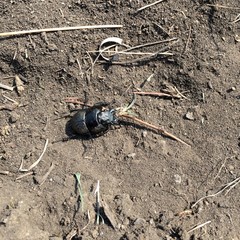 Lethrus apterus