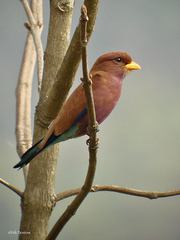 Eurystomus glaucurus