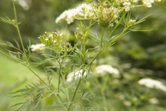 Chaerophyllum bulbosum