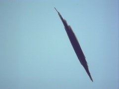 Aphanizomenon flosaquae