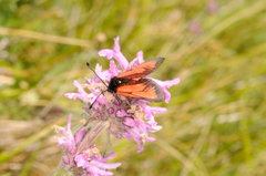 Zygaena purpuralis