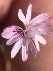 Lessingia arachnoidea