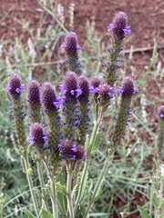 Verbena macdougalii