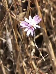 Lessingia arachnoidea