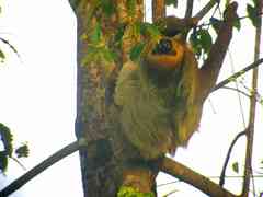 Choloepus didactylus