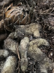 Langsdorffia hypogaea