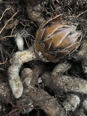 Langsdorffia hypogaea