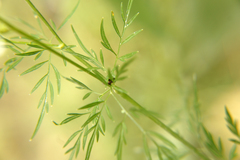 Chaerophyllum bulbosum