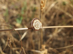 Helicella itala