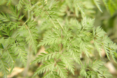 Chaerophyllum bulbosum