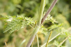 Chaerophyllum bulbosum