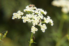 Chaerophyllum bulbosum