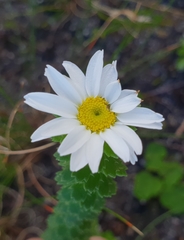 Osmitopsis parvifolia