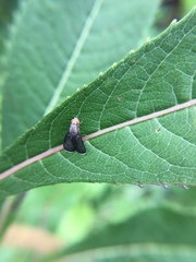 Eutreta noveboracensis