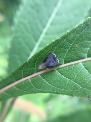 Eutreta noveboracensis