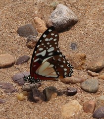 Graphium angolanus