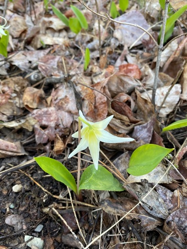 Erythronium idahoense, photograph 1