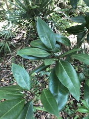 Persea borbonia image