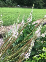 Veronicastrum