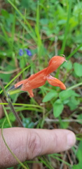Salvia stolonifera