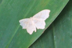 Idaea emarginata
