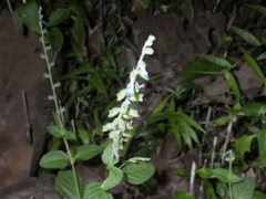 Salvia misella