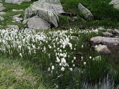 Eriophorum scheuchzeri