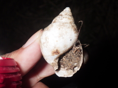 Amphidromus palaceus