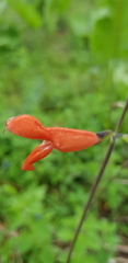 Salvia stolonifera