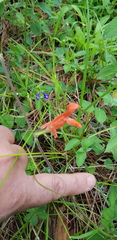 Salvia stolonifera