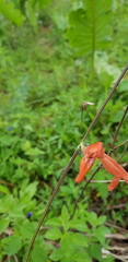 Salvia stolonifera