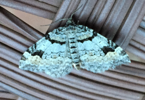 Northern Carpet photo 3