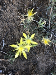 Mentzelia laevicaulis