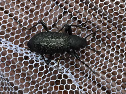 Roughened Darkling Beetle photo 4
