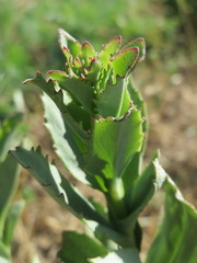 Hylotelephium telephium