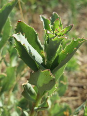 Hylotelephium telephium