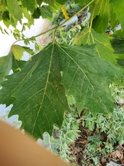 Platanus