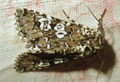 Lamprosticta culta
