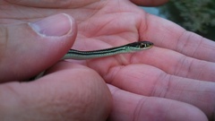 Thamnophis proximus proximus