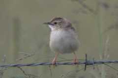 Cisticola juncidis