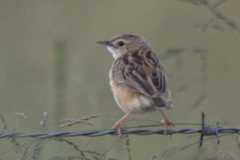 Cisticola juncidis