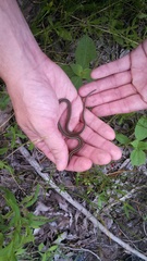 Thamnophis proximus proximus