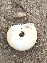 Polygyrinae