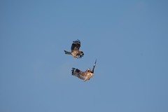 Milvus migrans
