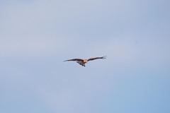 Milvus migrans