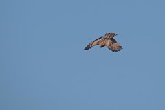 Milvus migrans